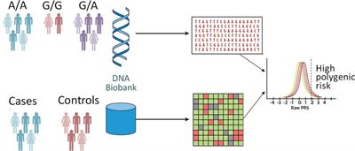 Editorial: Clinical implementation of genetic scores in cardiovascular medicine